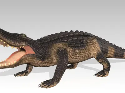 Alligator Animated Low-poly 3D model