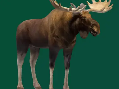 Eurasian Elk Moose Mammal Low-poly 3D model