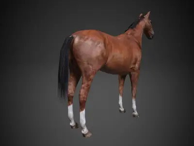 Horse Low-poly 3D model 9