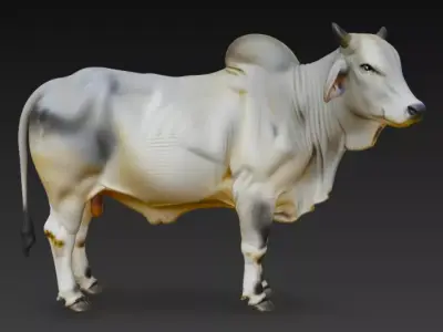 Brahman Bull 3D Model Low-poly 3D model