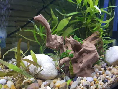 Aquarium driftwood decoration  3D print model