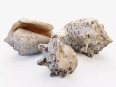 Small Seashell PBR Low-poly 3D model