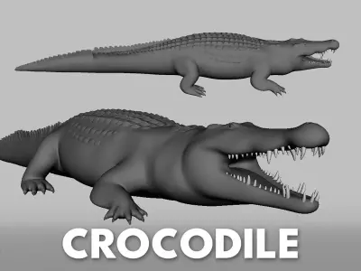 Crocodile Model Low-poly 3D model