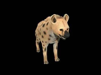 Realistic hyena model with fur 3D model