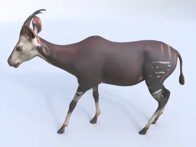 Okapi 3D model