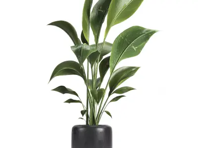 indoor plant 051 3D model