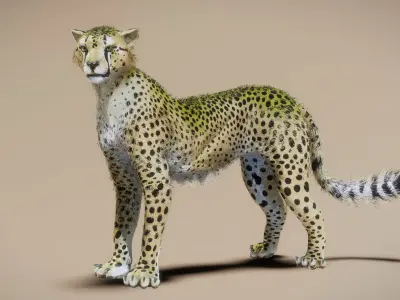 Cheetah 3D model shop
