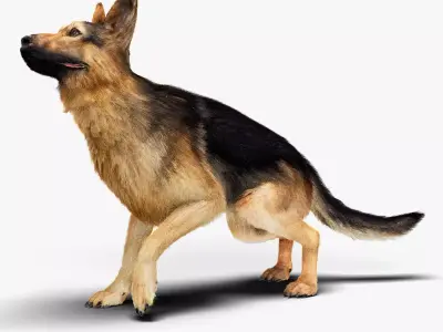 German Shepherd   Dynamics   Rigged   Animated 3D model