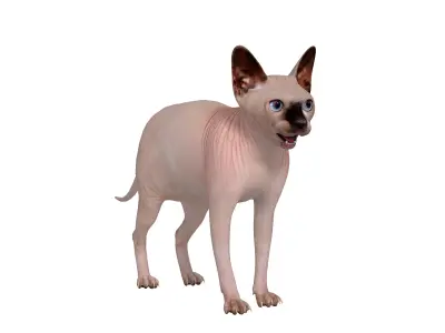 Sphynx Cat Low-poly 3D model