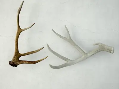Deer Antlers 3D model