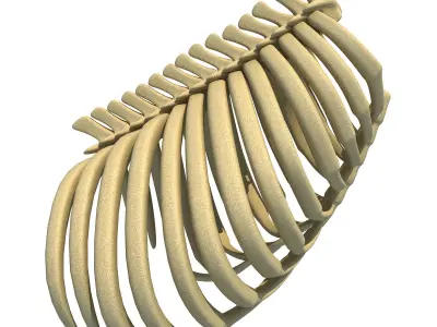 Gorilla Animal Rib Cage 3D model