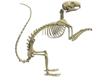 Squirrel Skeleton 3D model