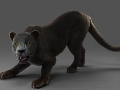 Fur Black Panther Rigged in Blender  Low-poly 3D model