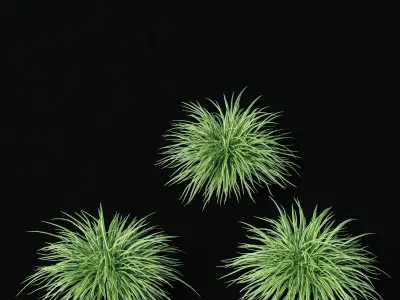 Carex morrowii Ice Dance ornamental grass 3D model