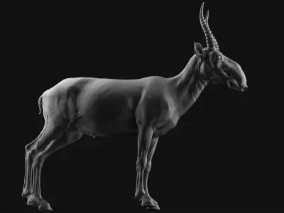 Saiga - TPose 3D model