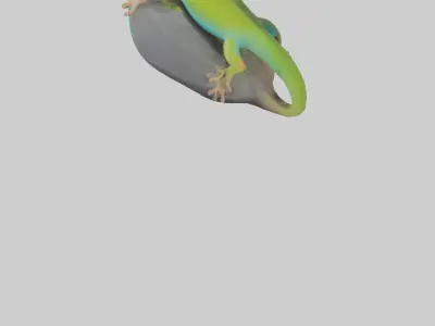 Madagascar Day Gecko basking model Low-poly 3D model