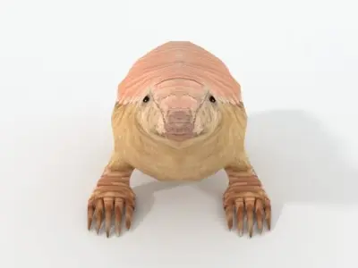 Pink Armadillo Low-poly 3D model