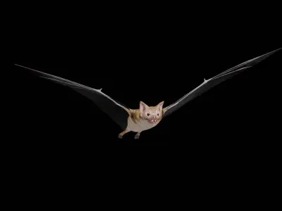 Vampire Bat Low-poly 3D model