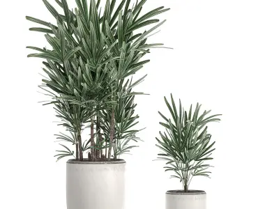 Decorative palm in a white flowerpot 521 3D model