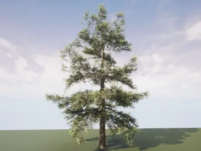 Conifer Tree 005 3D model