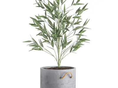 Bamboo bush for the interior in a black flowerpot 597 3D model