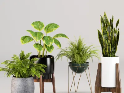 Indoor plants set 04 - collection 02 3D model