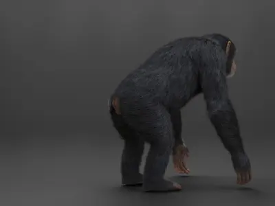 Chimpanzee Rigged VFX Grace 3D model