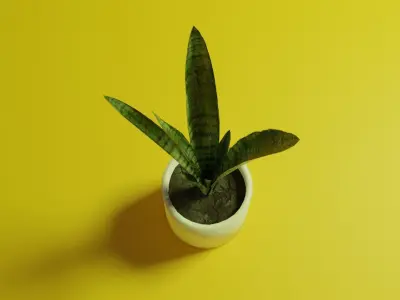 Sansevieria indoor plant PBR Ready for Unreal Engine 5 Low-poly 3D model