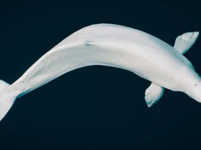 Beluga Whale 3D model