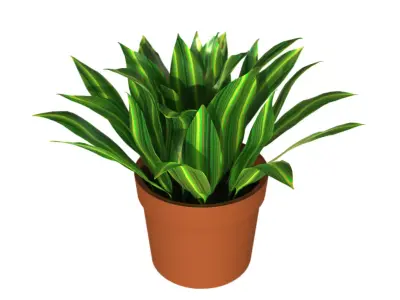 Potted Plant Aspidistra Elatior 3D model