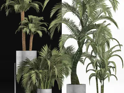 Plants Collection 197 Palms 3D model
