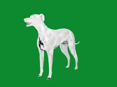 Italian Greyhound Dog Low-poly 3D model