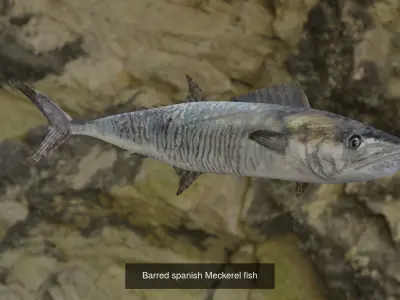 Longtail tuna- Barred spanish Meckerel fish 3D Model Collection