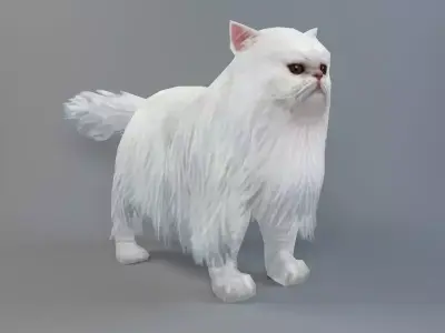 Persian Cat Low-poly 3D model