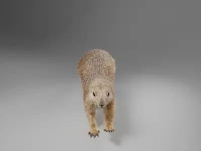 Prairie Dog Animation  VFX Grace 3D model