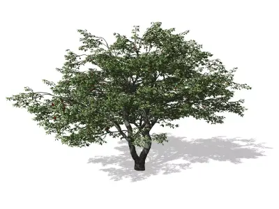 Cherry Tree 3D model
