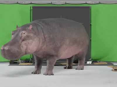 Hippopotamus Amphibious - rigged 3D model