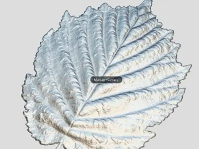 Hazelnut Leaf High-Poly 3D model
