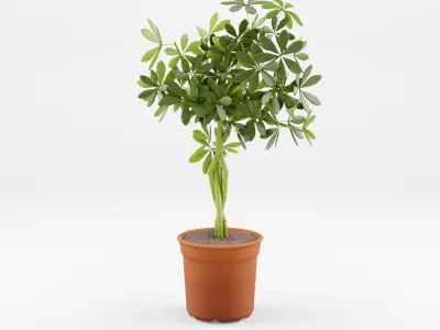Collection-5 of House Plant 3D Models - 5 Models