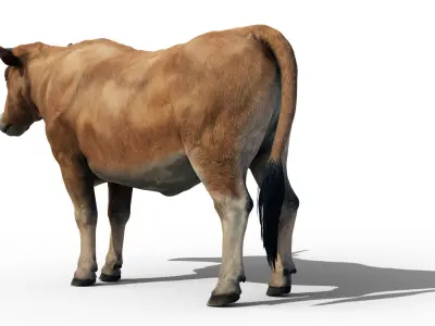Realistic Cow Bull with Rigged body and Animation Low-poly 3D model