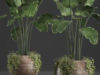 Collection of Exotic Plants banana bush plants round basket 412 3D model