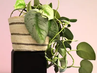 silver splash pothos nature 3D model