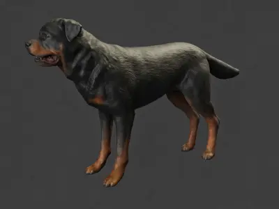 DOG - ROTTWEILER Low-poly 3D model