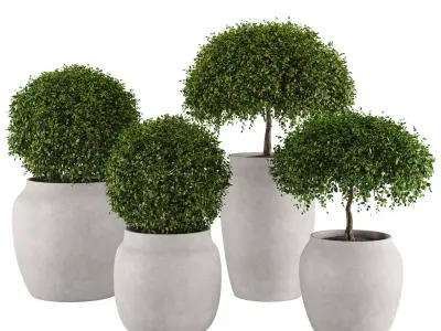 Set 4 indoor and outdoor Aglaia odorata planters 3D model