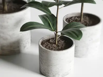 Ficus rubbery plant in concrete dirt vase  3D model