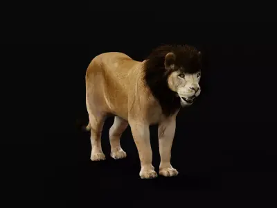 North Africa Young Lion  3D model