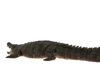 Crocodile Rigged 3D Model  3D model