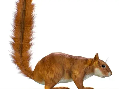 LowPoly Forest Wild Red Squirrel Low-poly 3D model