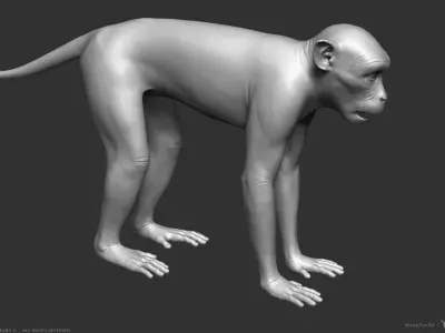 Rhesus Macaque Monkey - Highpoly Sculpture 3D model