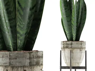 Plants Collection 104 3D model